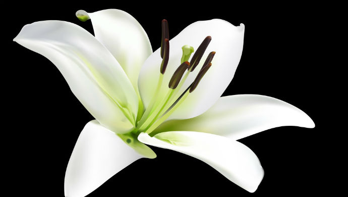 lily-flower-images-and-wallpapers-14